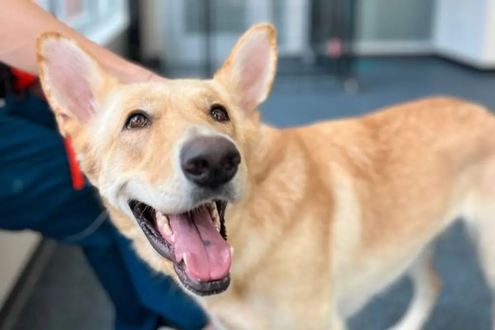 Pale brown dog with pointy ears smiling for the camera