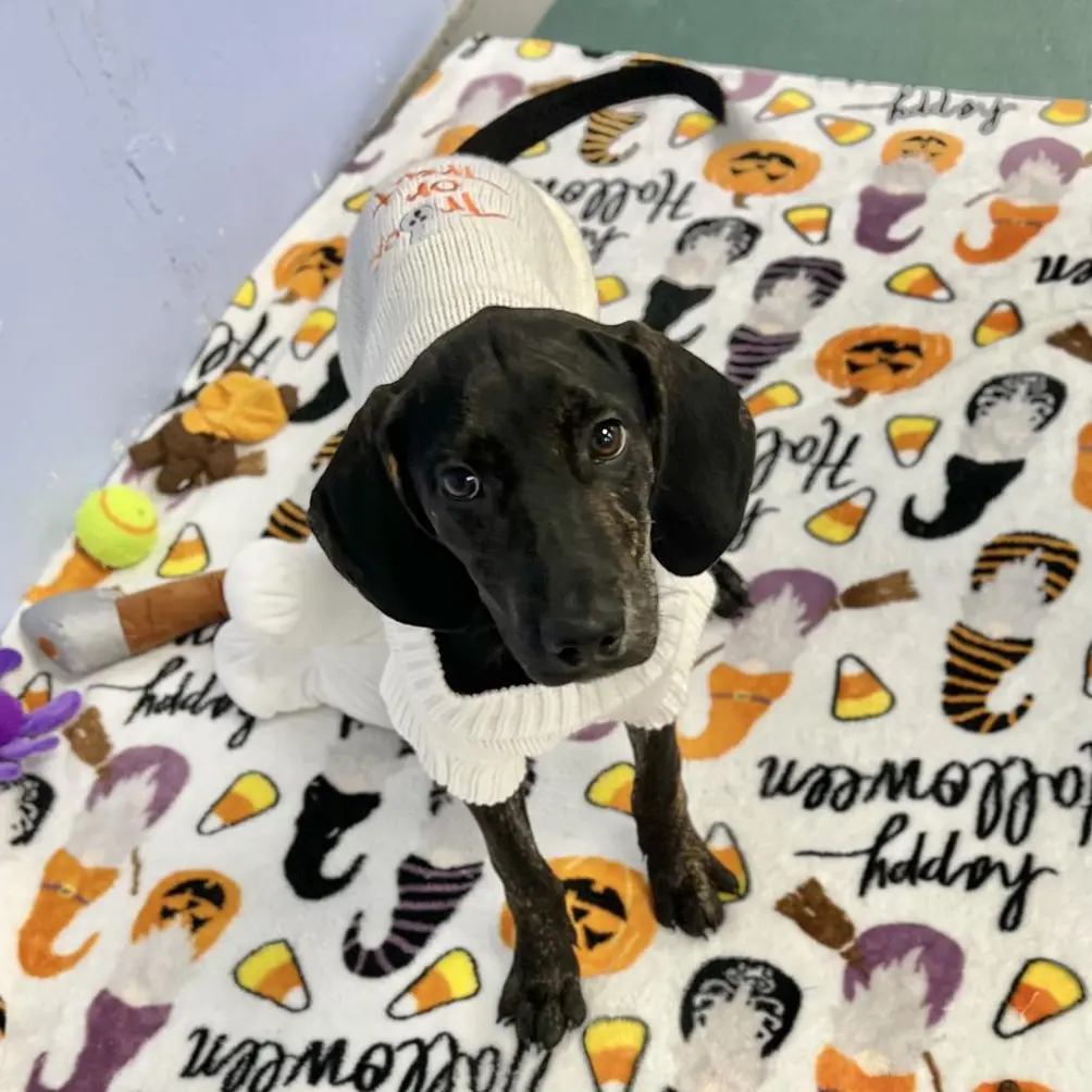 Mixed breed puppy in a Halloween sweater