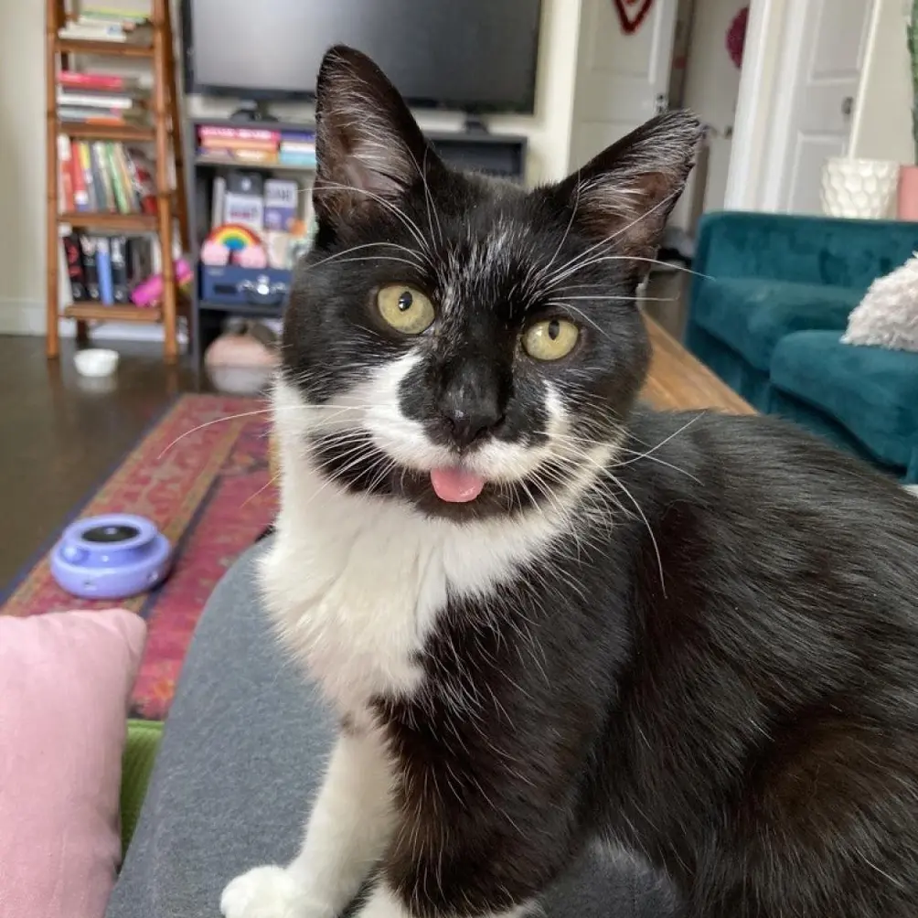 Tuxedo cat with yellow eyes and tongue sticking out