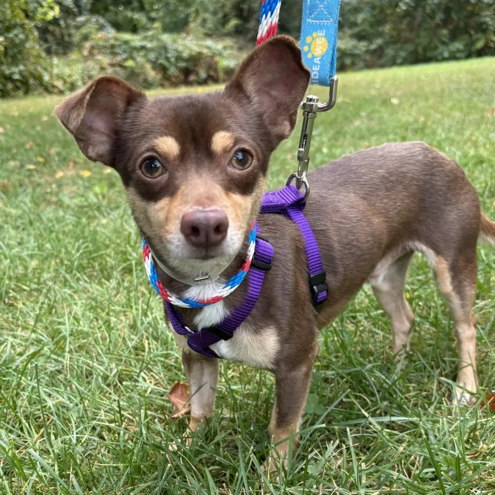 Small black and brown dog on a blue leash