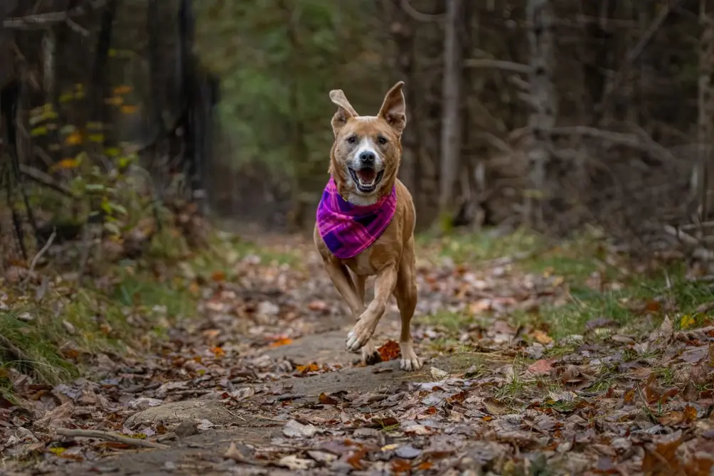 Brown and white dog with magenta bandanna