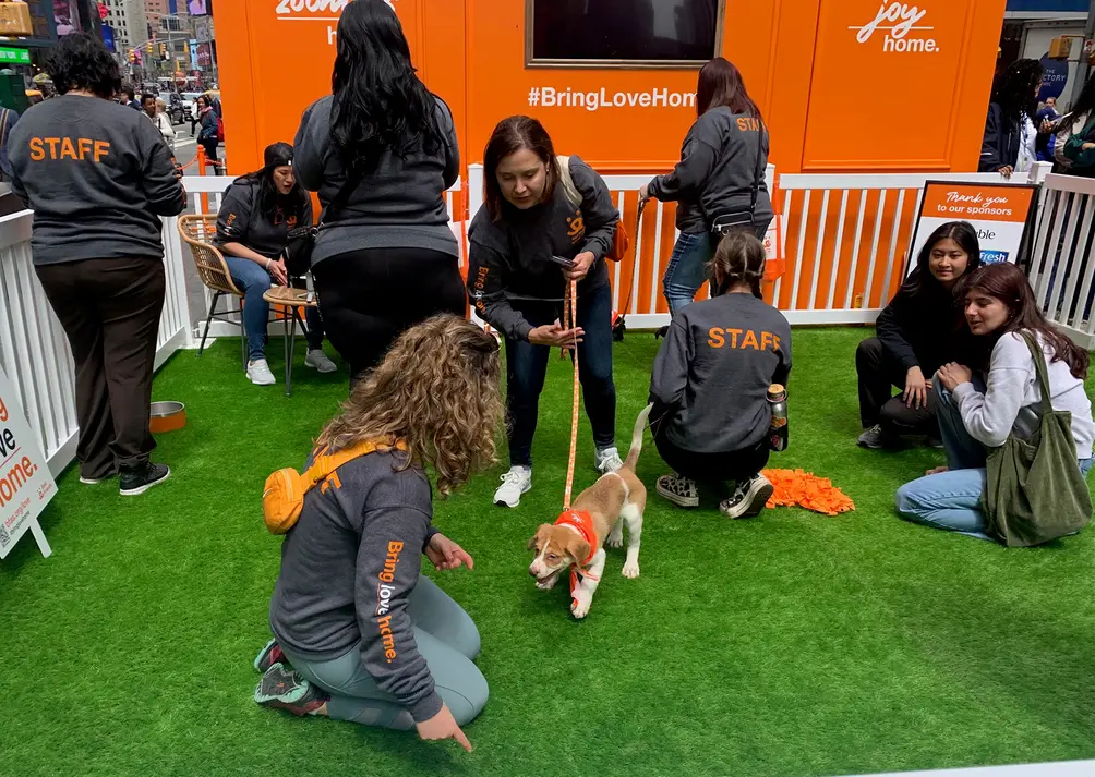 Play yard pop-up with volunteers and puppies