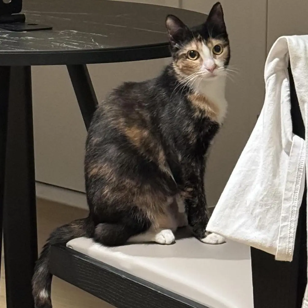 Calico cat sitting in a chair