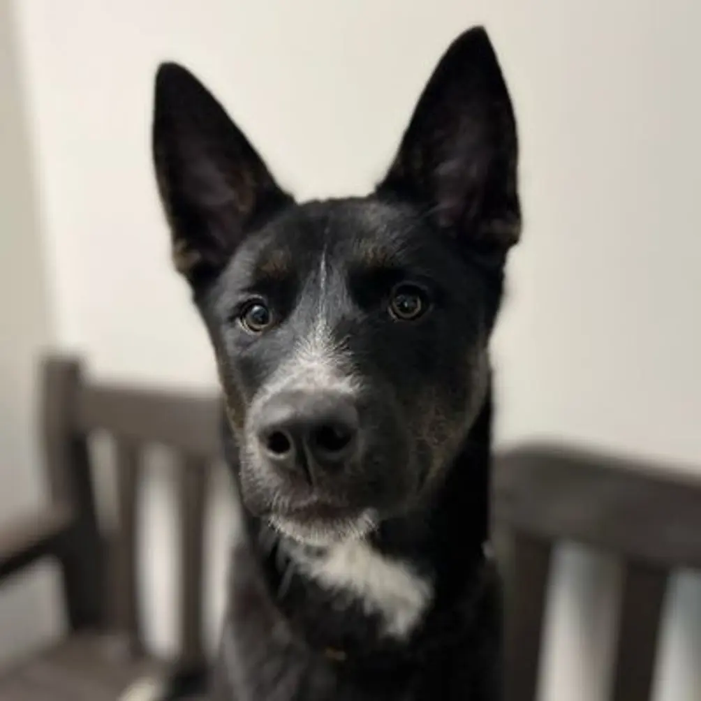 Black dog with pointy ears and a white chest