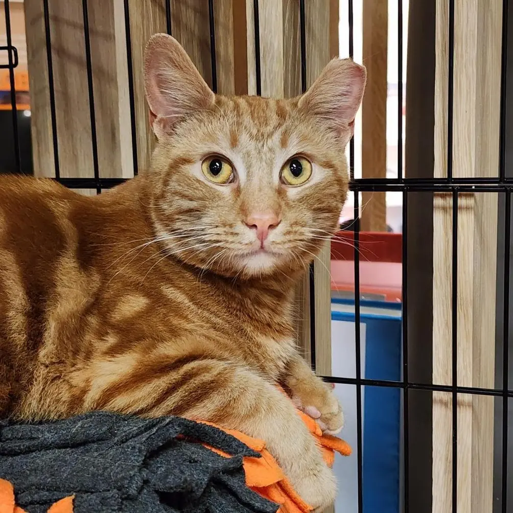 Orange tabby in a cage
