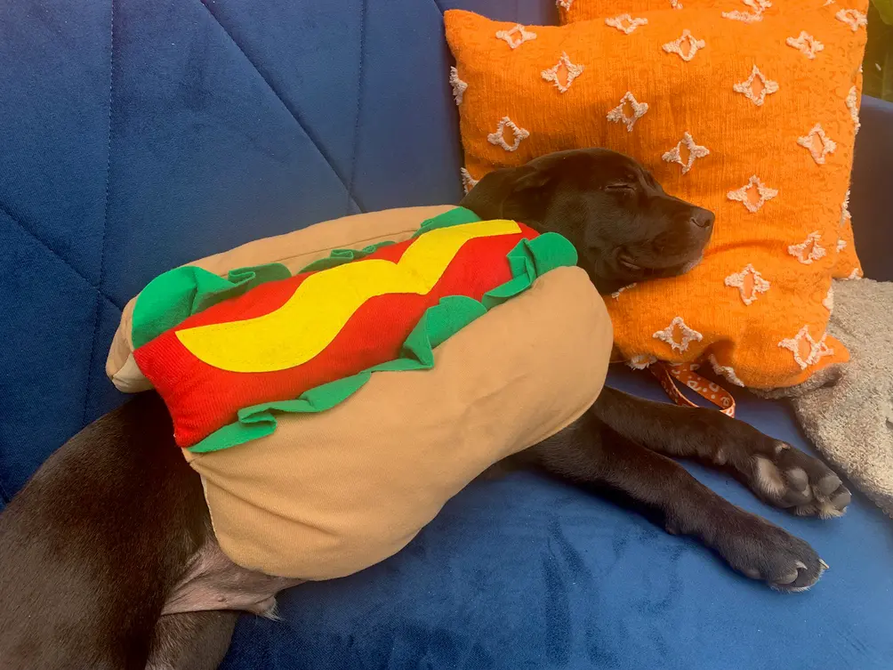 Black Lab puppy in a hot dog costume