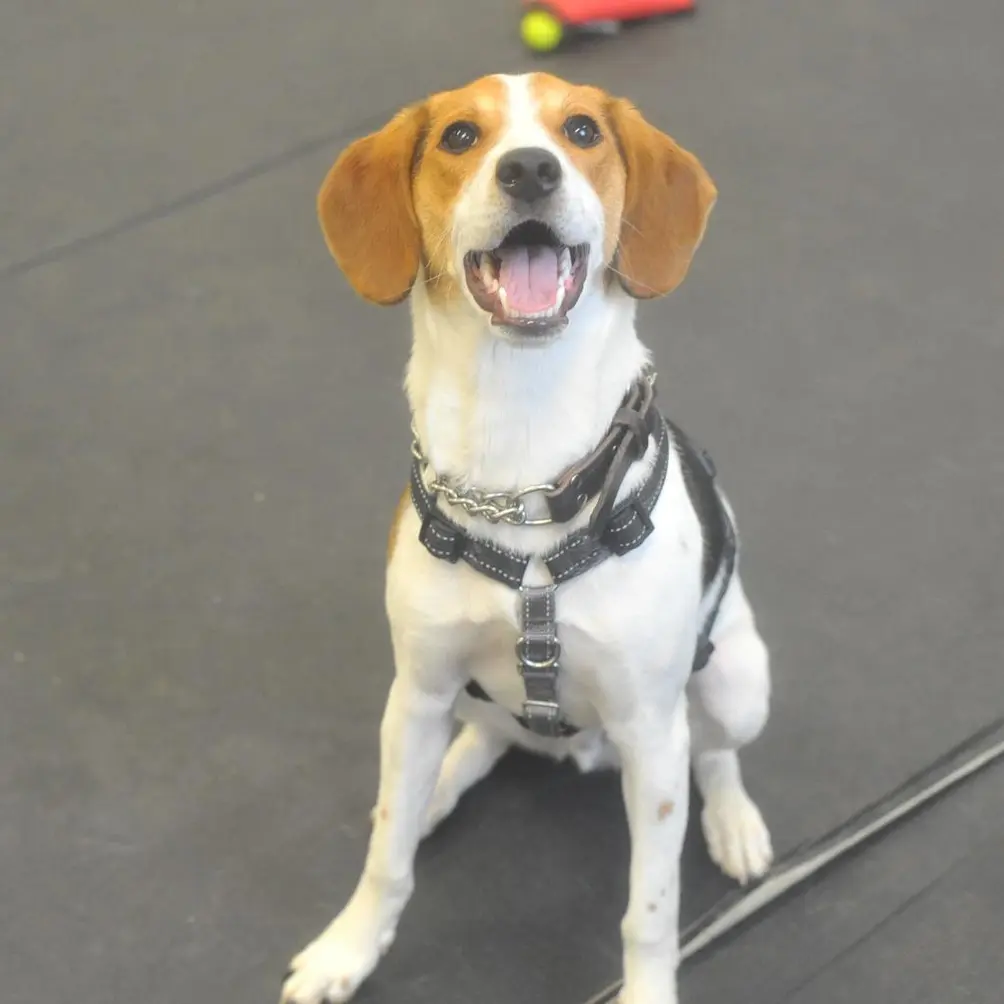 Beagle for adoption