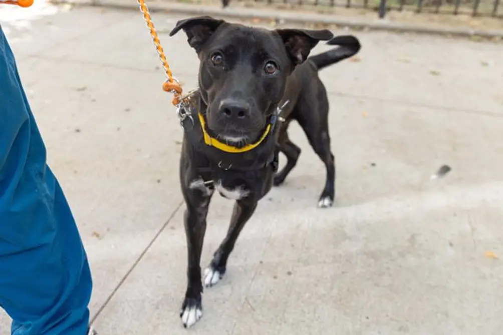 Black Labrador mix on a leash