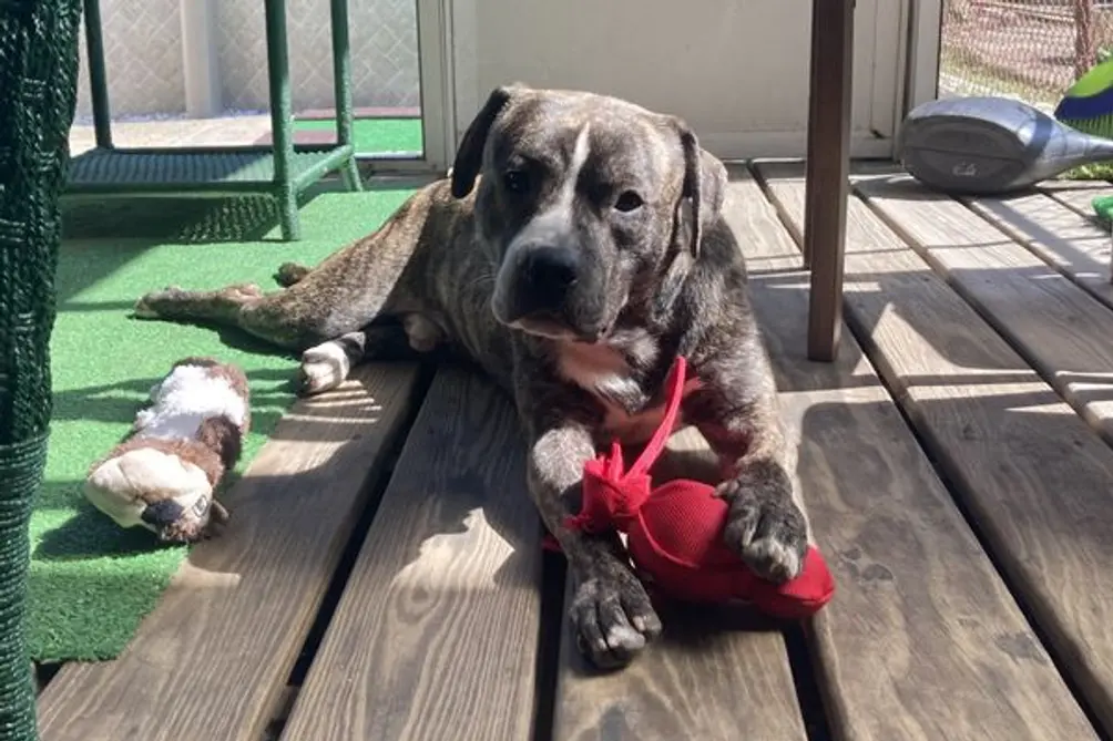 Brindle dog with red toy