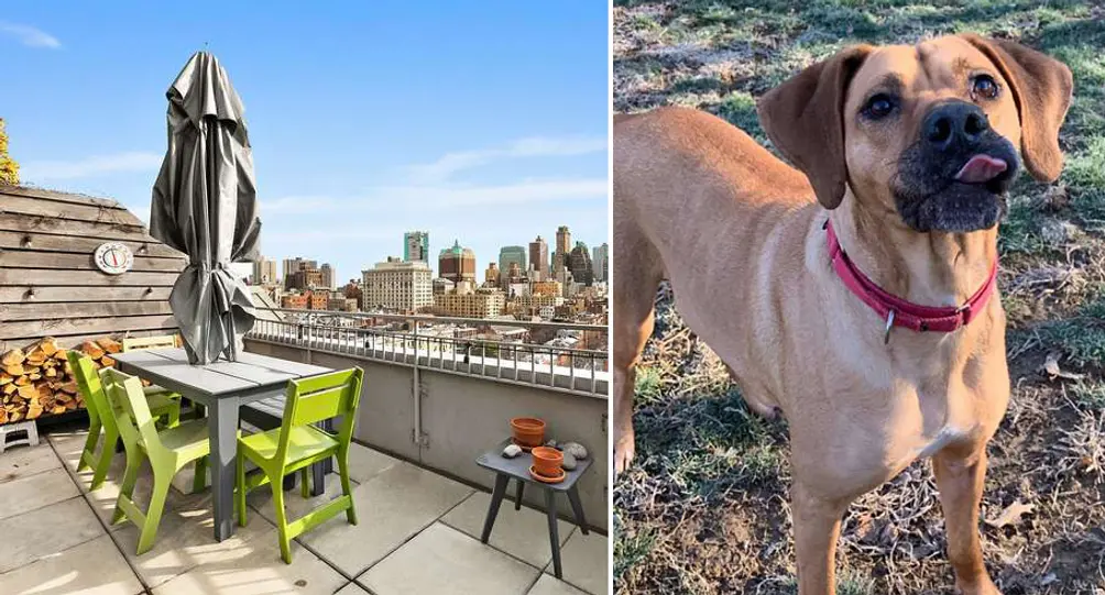 Large fashion dog friendly apartments manhattan