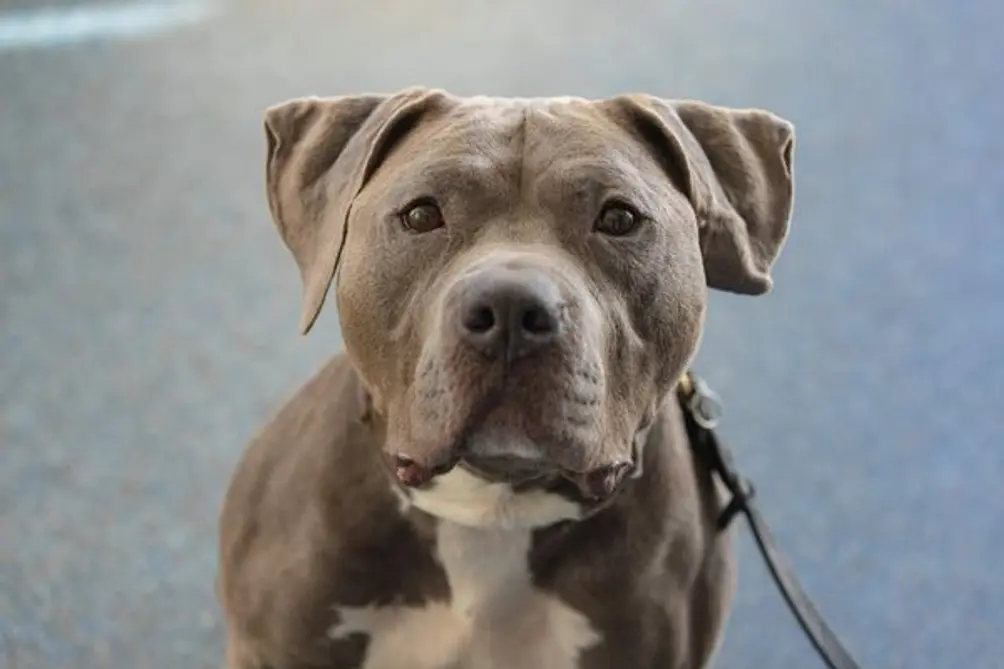 Mixed-breed dog with floppy ears, dark gray fur, and white chest