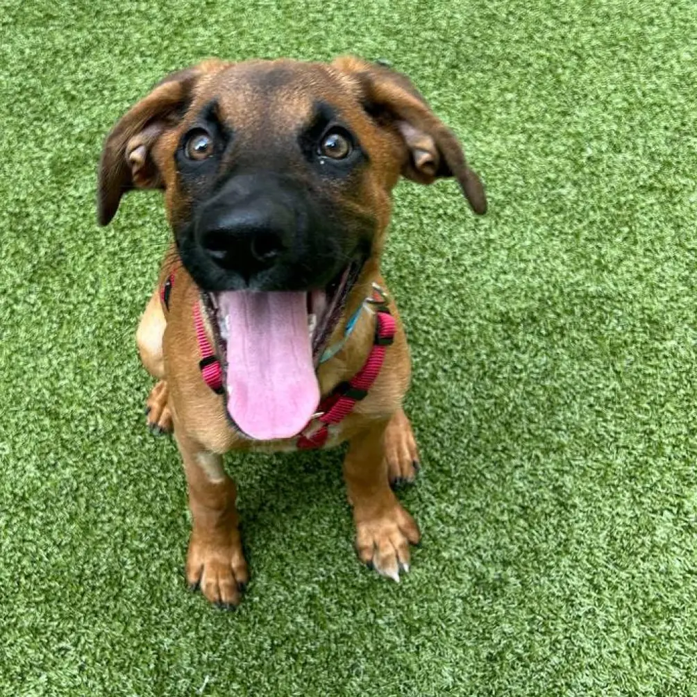 Brown and black dog with floppy ears and her tongue out