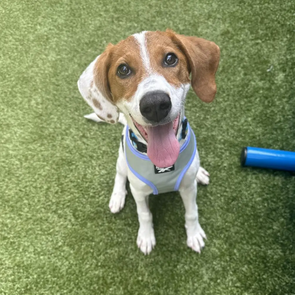 Beagle mix with brown and white face