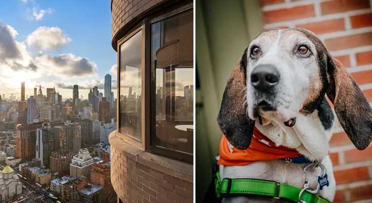 L: View from The Corinthian; R: Shelter animals in search of a new home too (via ASPCA)